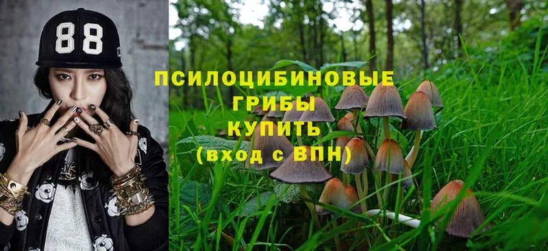 Псилоцибиновые грибы Psilocybine cubensis  Александров 